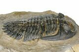 Detailed Hollardops Trilobite - Foum Zguid, Morocco #363117-2
